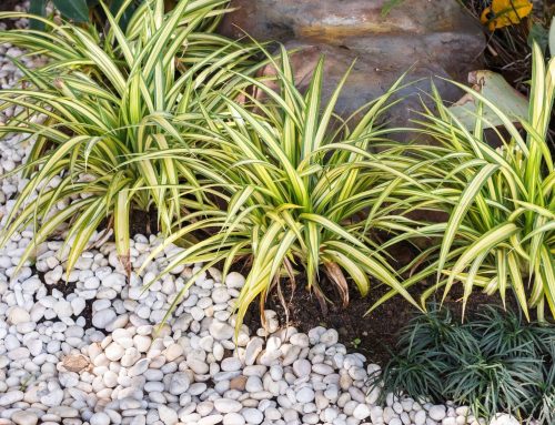 Looking for Landscaping that Requires Minimal Maintenance? Try Xeriscaping!