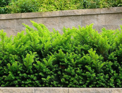 Do You Need A Retaining Wall?