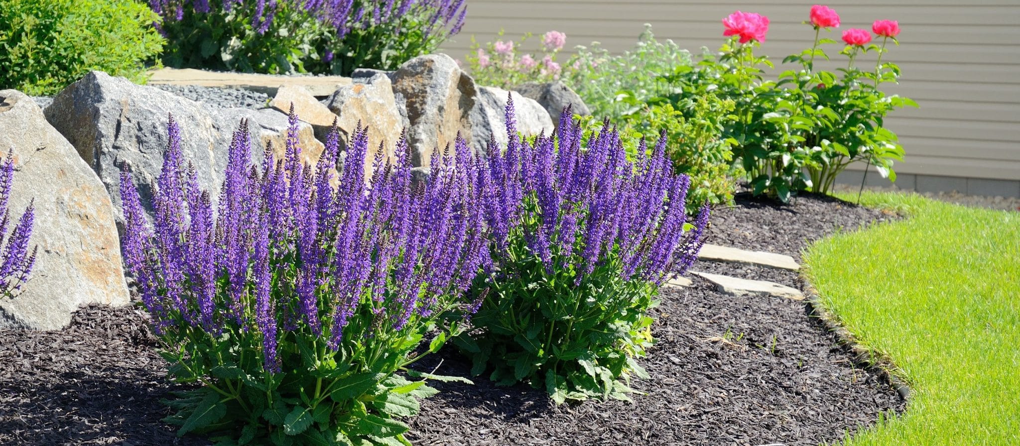 Salvia Flowers and Rock Retaining Wall at a Residential Home