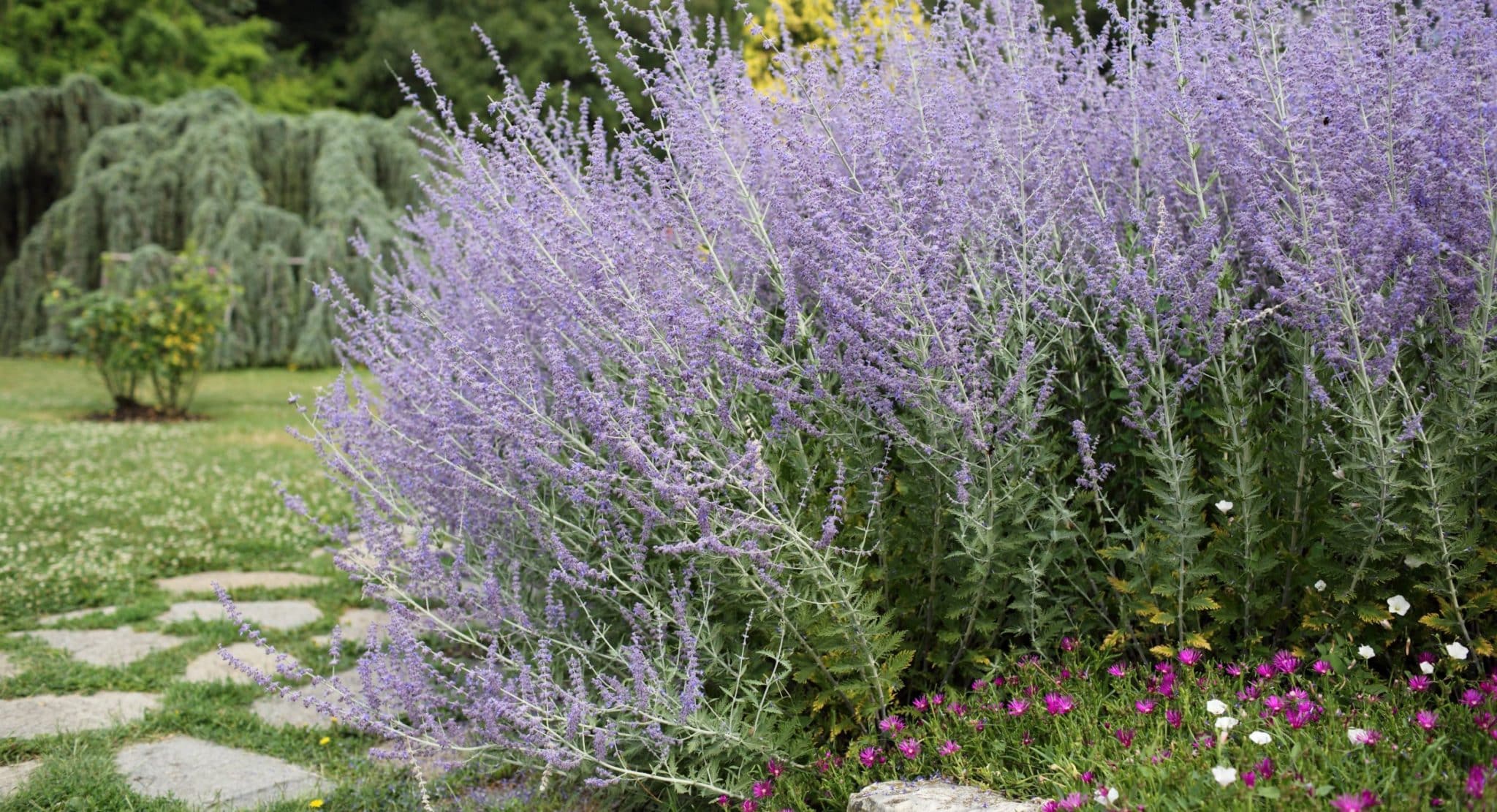 Flagstone and Russian Sage in a garden