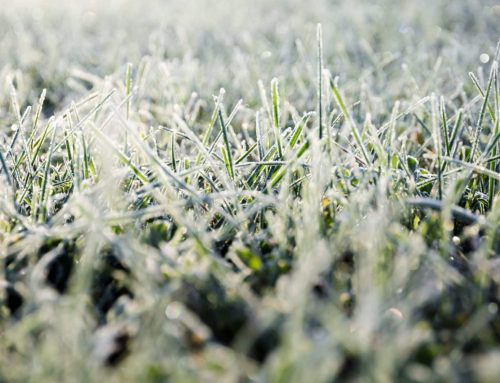 How do You Prepare Your Sprinkler System for the Winter?