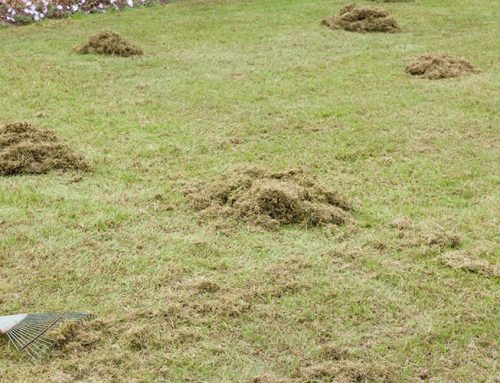 Getting Your Lawn Ready for This Spring
