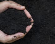 Two hands cupped together holding topsoil