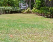 Grass greening in the backyard of a home