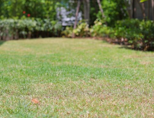 Spring Is Coming—Make Your Landscape Shine!