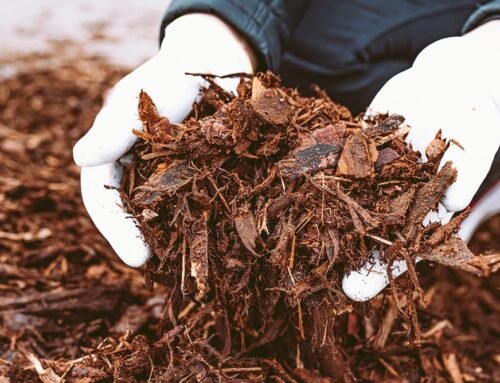 Save Water and Boost Your Yard’s Health with Mulch